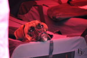 IMG_1700_EF